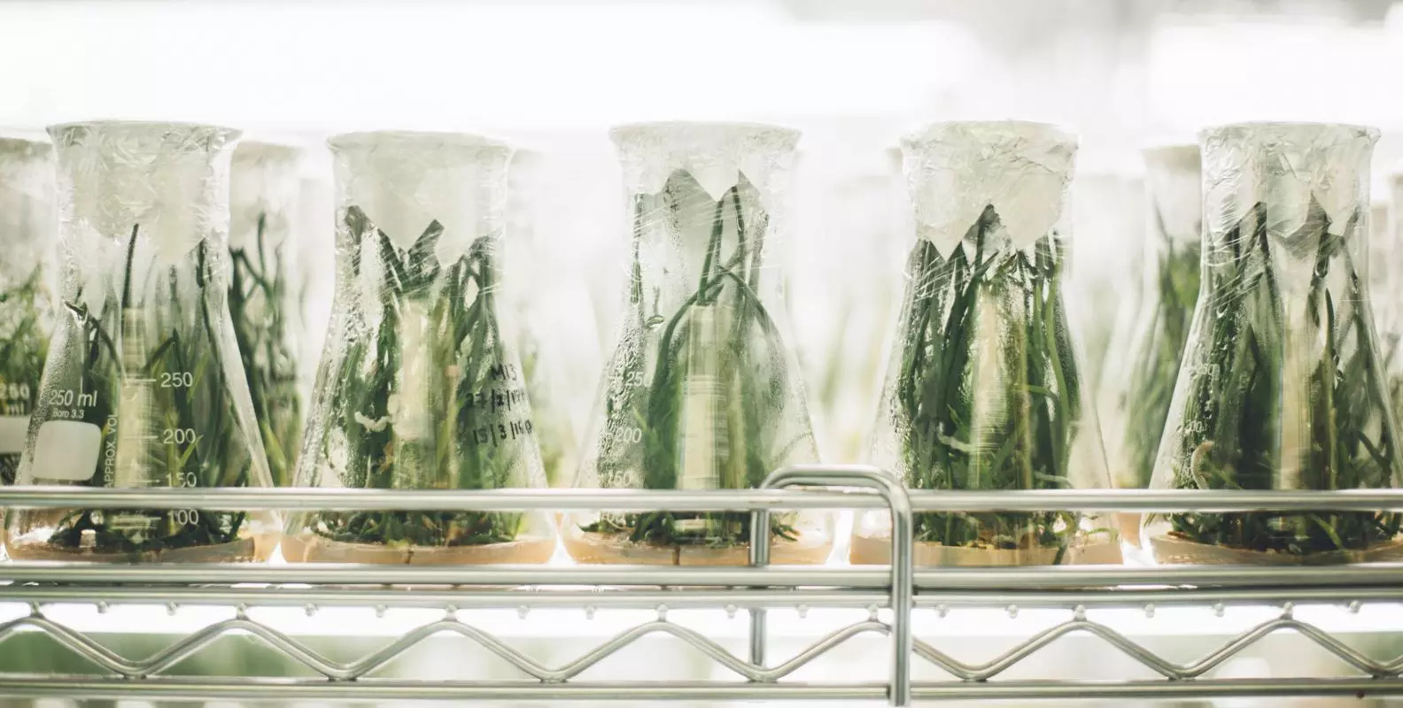 lab plants growing